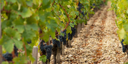 Chateau Tronqouy Lalande Weinberg